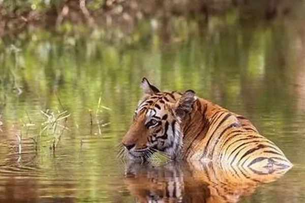 Tigre du Bengale dans une marre