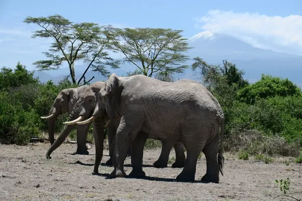 Eléphants et Kilimanjaro