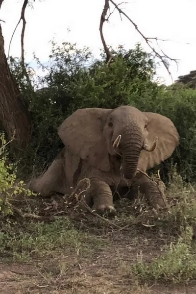 Eléphant pris au piège par un collet