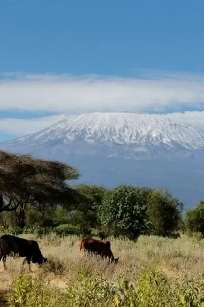 Bétail broute avec le Kilimanjaro en arrière-plan