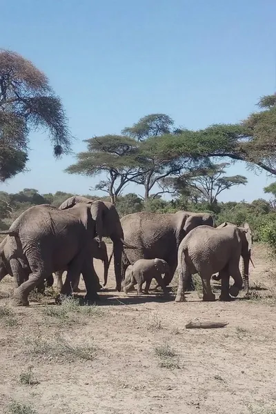 Eléphants traversant du Kenya en Tanzanie