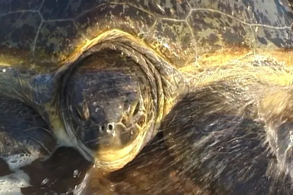 Tortue aux Comores