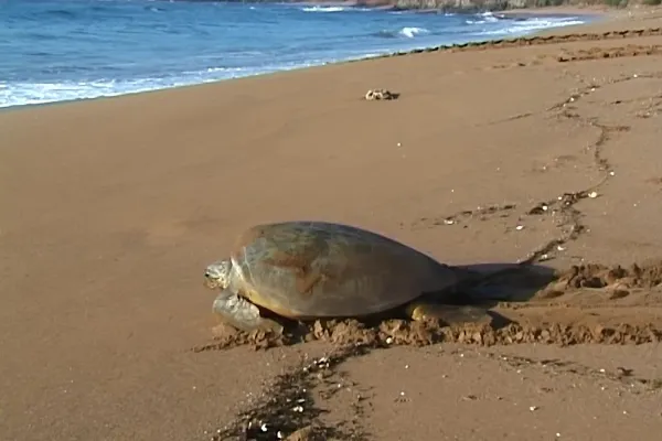 Tortue verte aux Comores