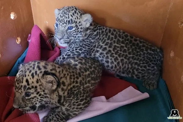 Bébés léopards sauvés dans la cage de transport