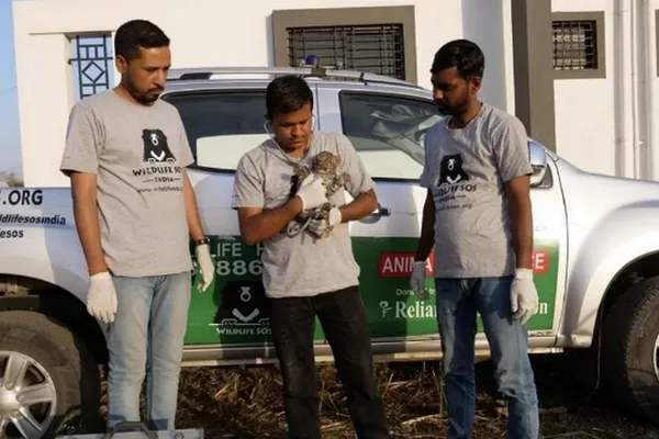 Bébé léopard sauvé par Wildlife SOS