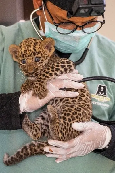 Vétérinaire ausculte bébé léopard