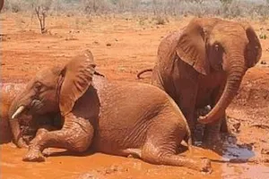 Tassia et Shimba