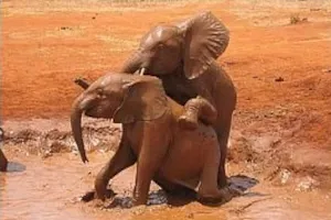 Tassia et Shimba