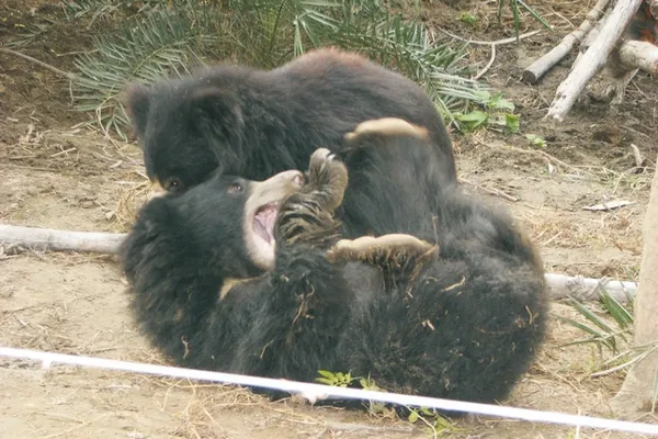 Ours lippu Ours