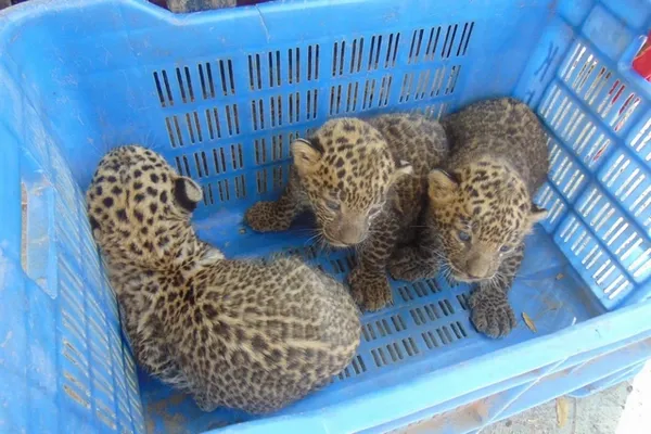 3 bébés léopards dans un caisse de transport