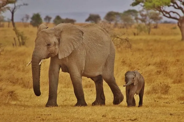 Eléphants au Kenya