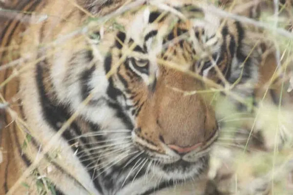 Tigre img0265