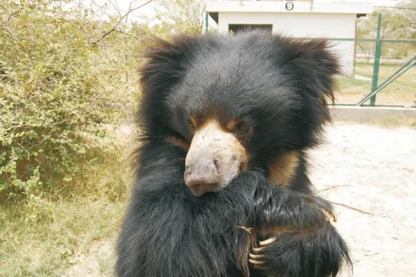 Ours lippu Ours