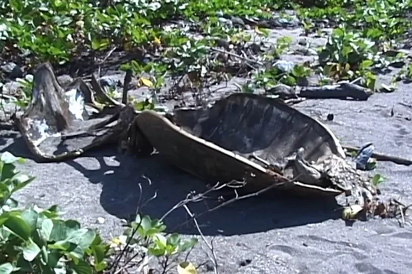 Carapaces et restes de tortues braconnées