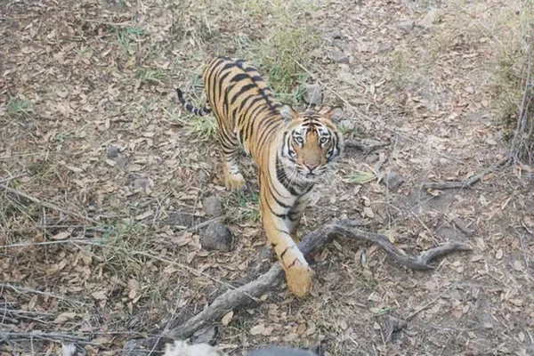 Tigre img0290