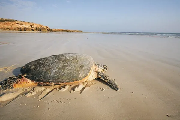 Tortue verte