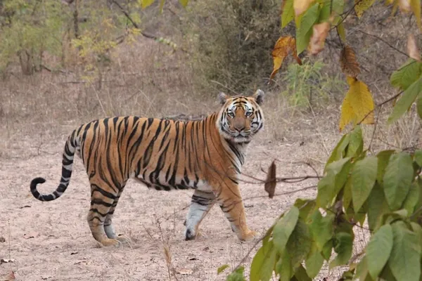 Tigre img0303