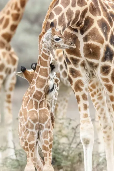Girafon et sa mère