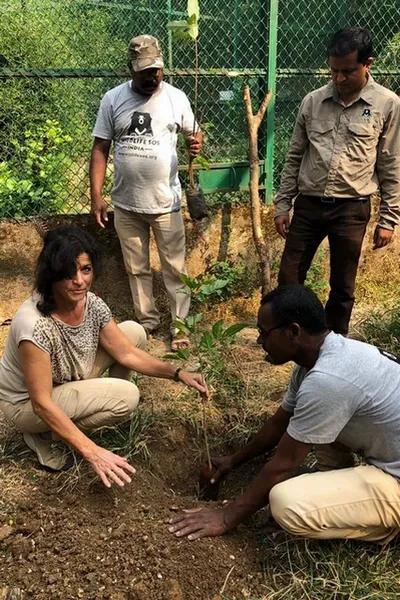 Catherine Tschanen et 3 membres de Wildlife SOS plantent un arbre dans le trou.