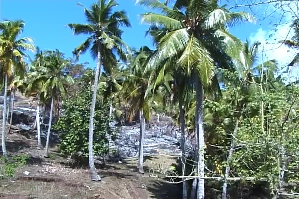 Déforestation aux Comores