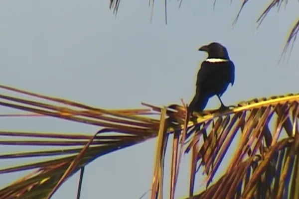 Corbeau