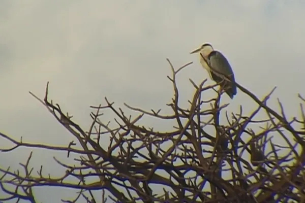 Aigrette