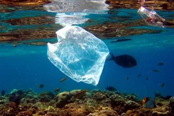 Menace pour les tortues : un simple sac plastique sous l'eau