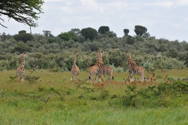 Girafes au Kenya