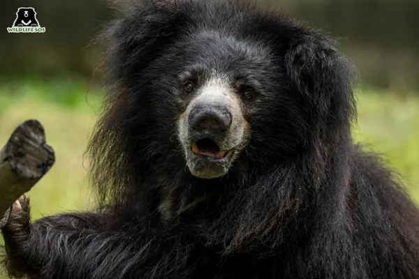 Ours lippu Ours