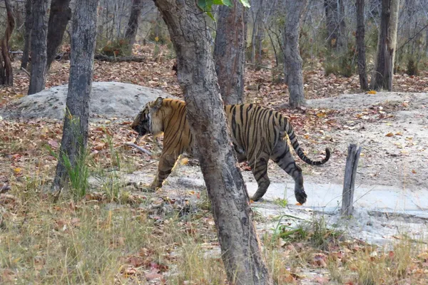 Tigre img0450