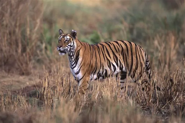 Tigre img0479