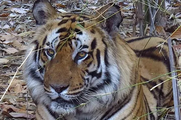 Tigre img0481