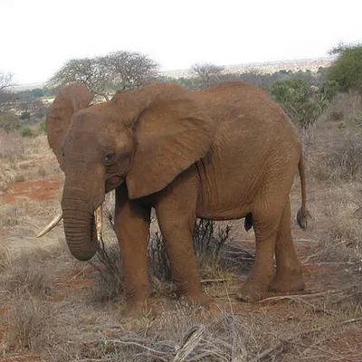 Nyiro
