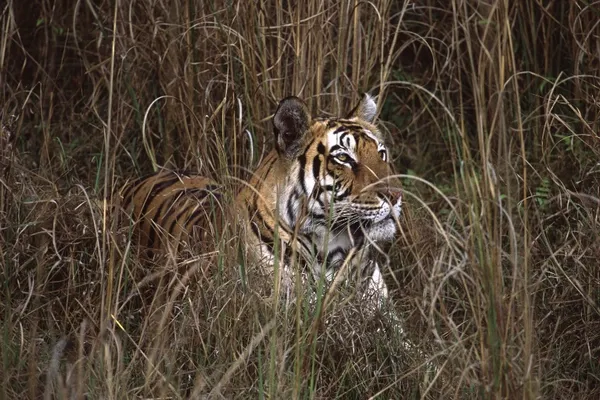 Tigre img0491
