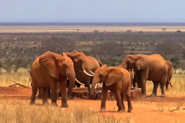 Eléphants à Tsavo