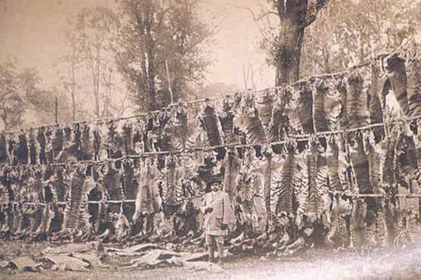 Peaux de tigres massacrés