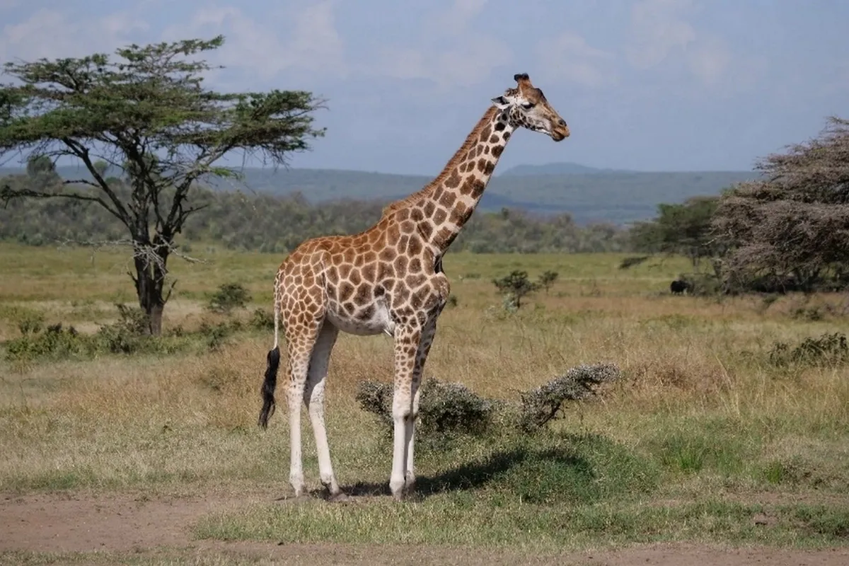 Girafe de Rothschild