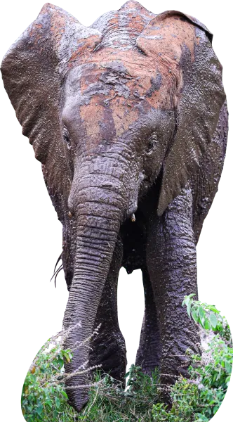 Nyambeni