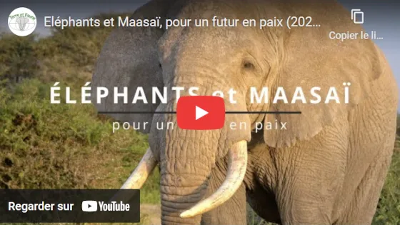 Eléphants et Maasaï sur YouTube