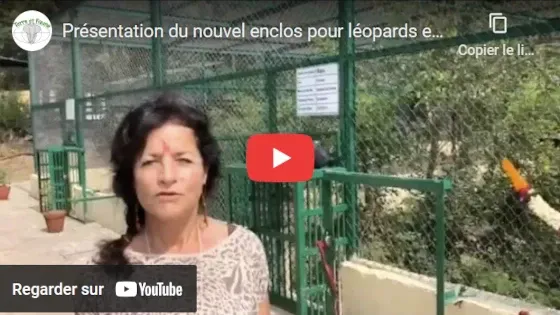 Nouvel enclos pour léopards sur YouTube
