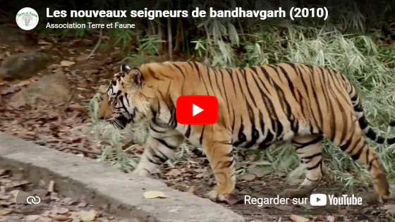 Les nouveaux seigneurs de Bandhavgarh sur YouTube