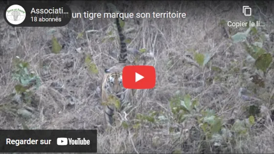 Panna tigre marquage sur YouTube