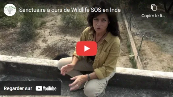 Sanctuaire à ours sur YouTube