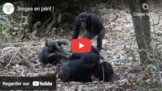 Singes en péril sur YouTube